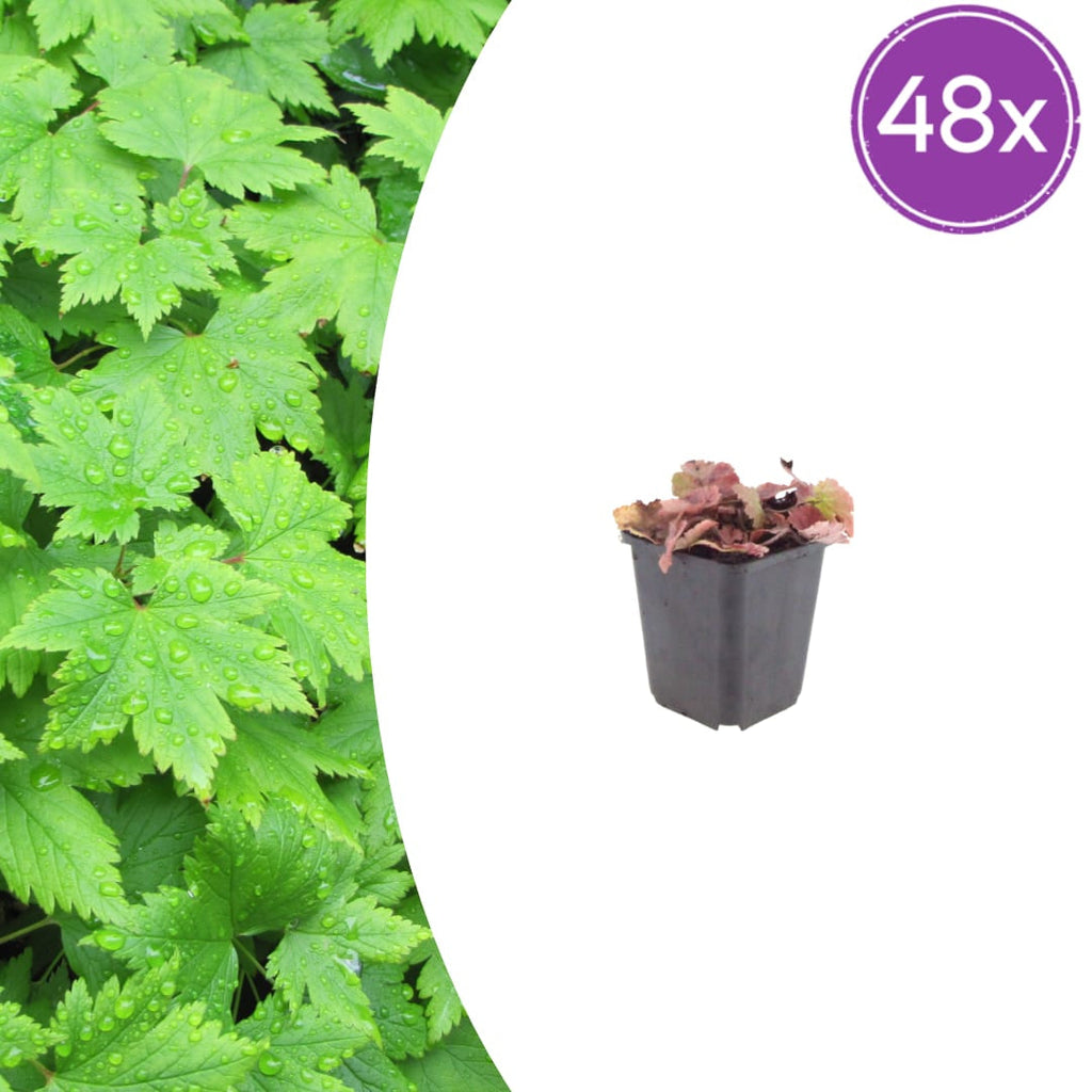 Tiarella cordifolia – Ø9cm – Höhe 10-25cm – Winterharte Schattenstaude – Weiße Blüten – Bodendecker für Beet, Gehölzrand & Waldgarten