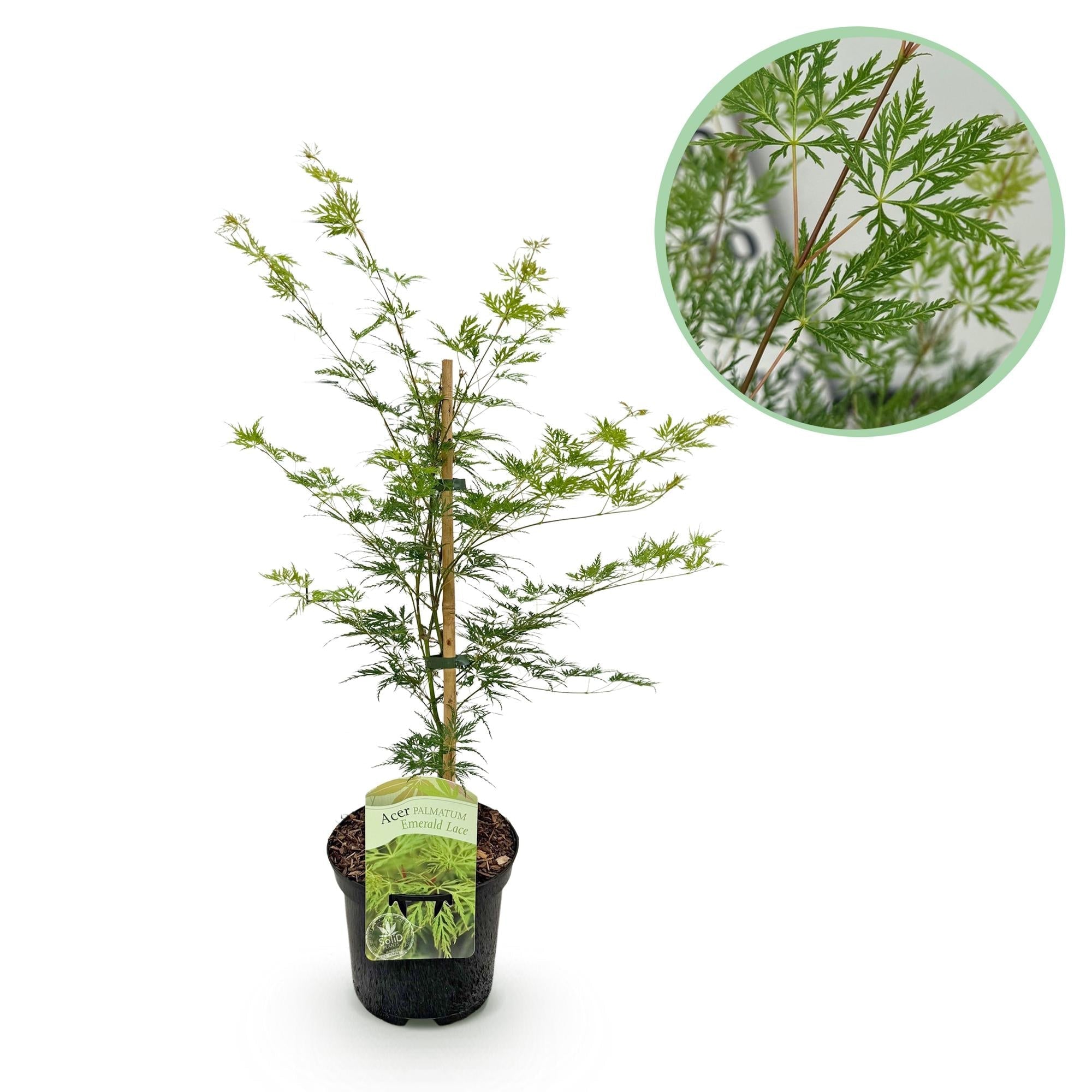 Japanischer Ahorn – Acer palmatum 'Emerald Lace' – Balkonpflanze – ca. 70cm hoch – Topf Ø19cm – feingeschnittenes grünes Laub, herbstliche Gold – Plant