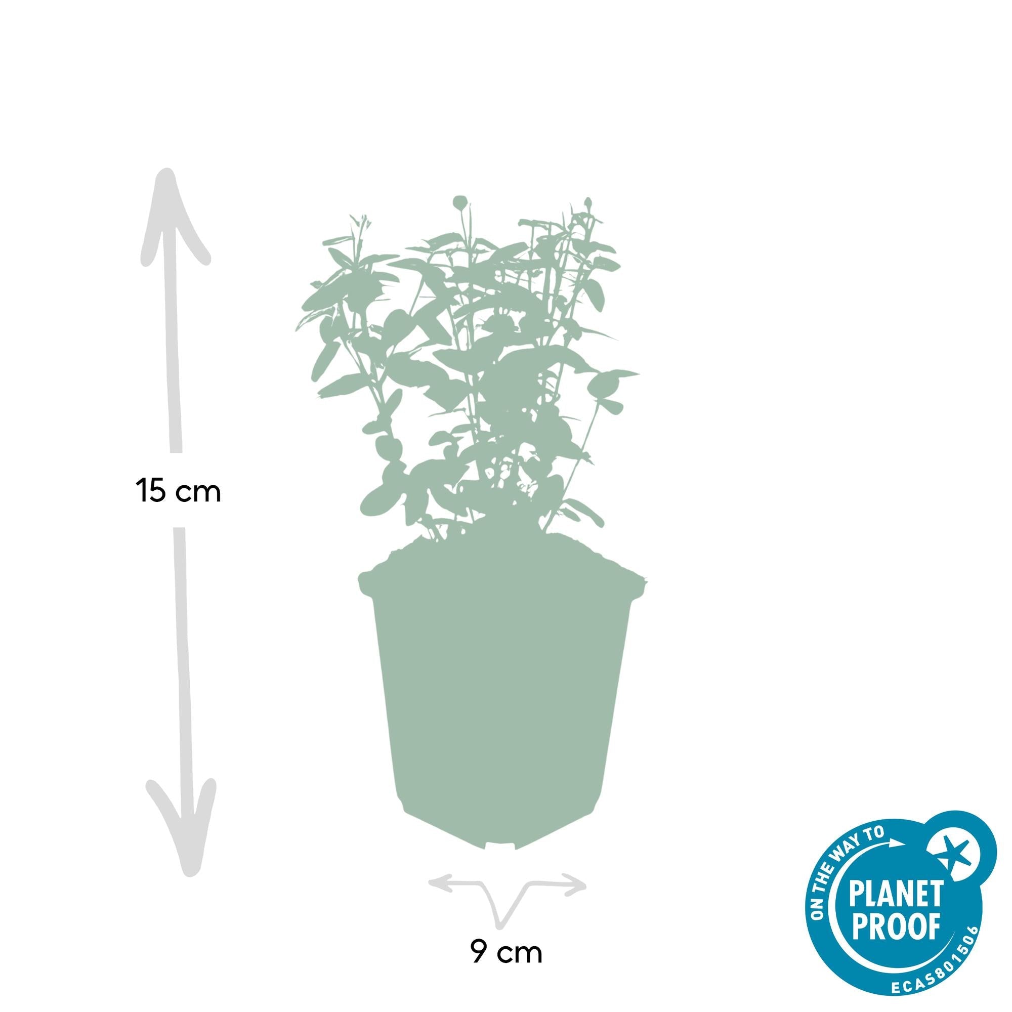 Immergrüne Kriechspindel – Euonymus fortunei radicans – ↕10-25cm – Ø9cm – Pflegeleicht & Winterhart – Garten, Beete & Zäune – Plant