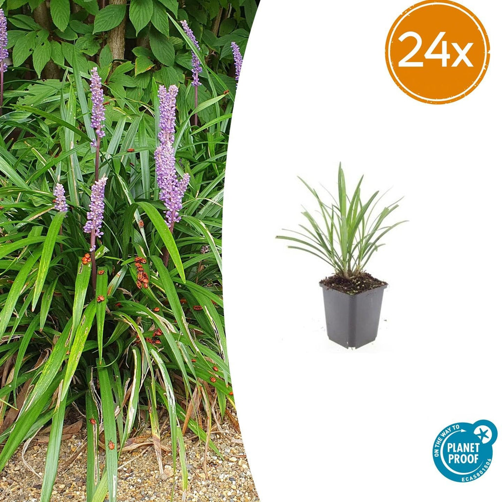 Lilientraube Liriope muscari 'Ingwersen' – ↕10-25cm – Ø9cm –, Immergrün, Violette Blüten, Winterhart, Pflegeleicht – Plant