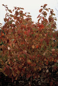 Roter Hartriegel Cornus sang. 'Anny's Winter Orange' – ↕10-25cm – Ø9cm – Winterharte Sträucher – Leuchtend orange Zweige – Plant