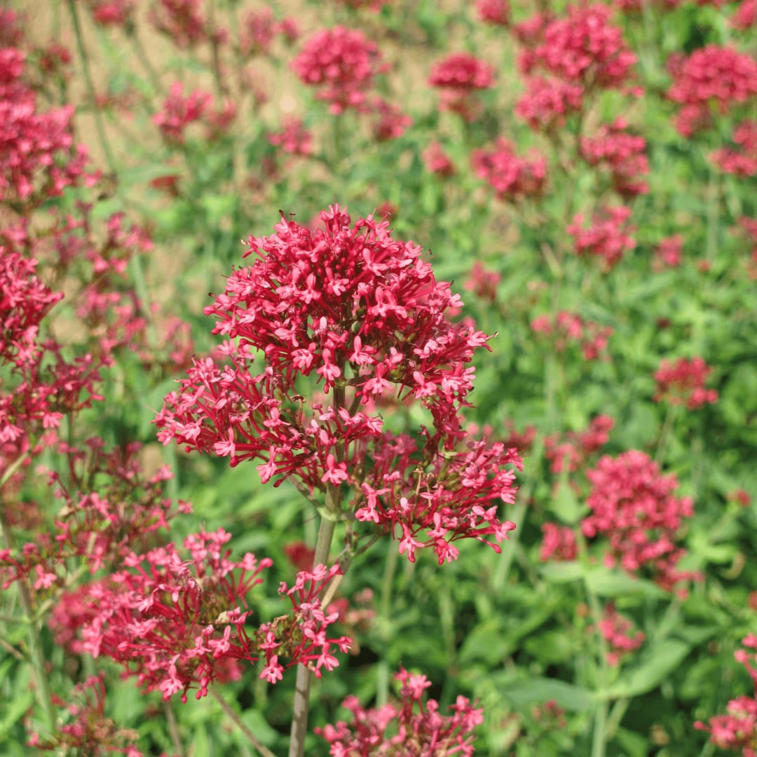 Centranthus ruber Coccineus – Rote Spornblume – 10-25cm – Ø9cm – Winterharte Staude für sonnige Standorte