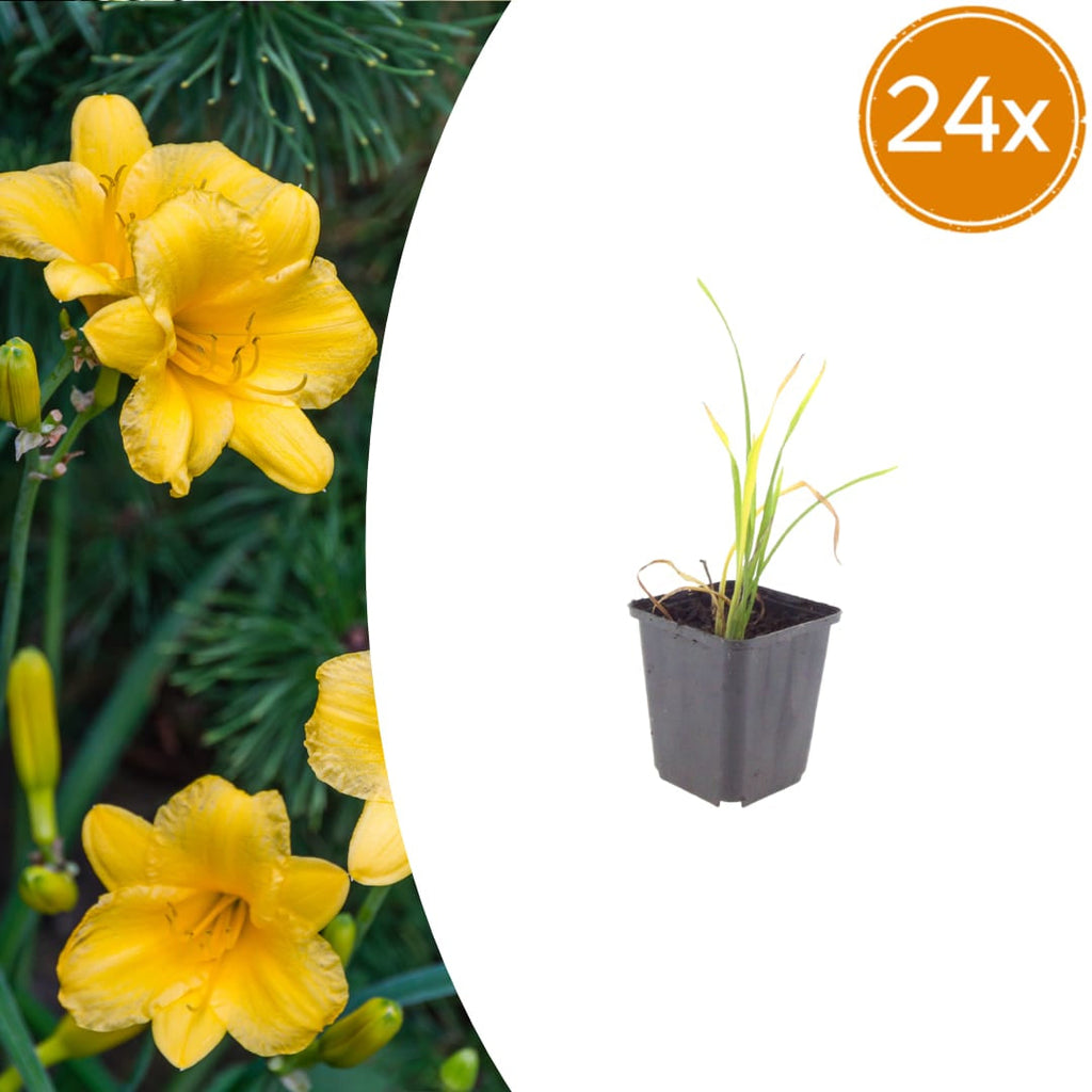Hemerocallis Stella de Oro – Ø9cm – Höhe 10-25cm – Goldgelbe Taglilie – Dauerblühende Staude – Winterhart für Beet & Steingarten