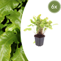 Hirschzungenfarn Asplenium scolopendrium – Immergrüner Farn für Schatten & Halbschatten – Strukturpflanze für Garten & Beet – 10-25cm – Ø9cm – Winterhart