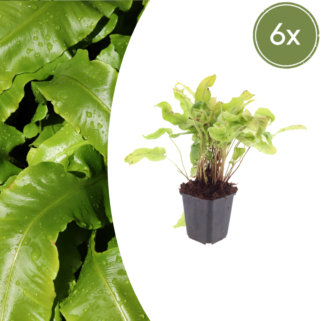 Hirschzungenfarn Asplenium scolopendrium – Immergrüner Farn für Schatten & Halbschatten – Strukturpflanze für Garten & Beet – 10-25cm – Ø9cm – Winterhart