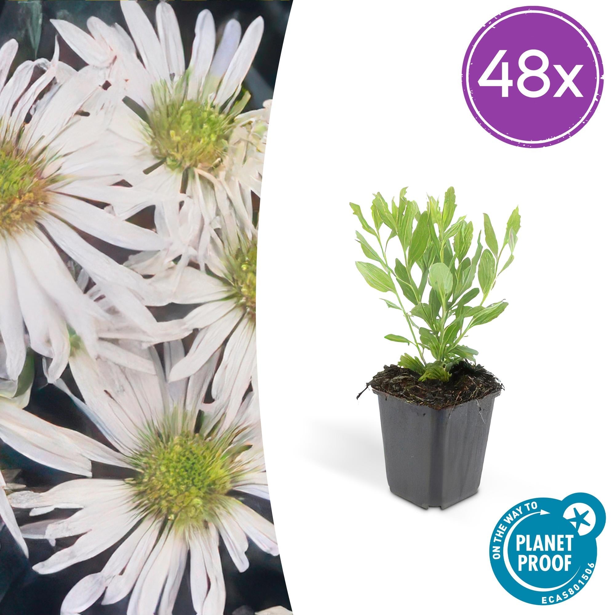 Wildaster Aster ageratoides 'Ashvi' – ↕10-25cm – Ø9cm – Weiße Herbstblüte – Pflegeleicht – Sonne – Plant