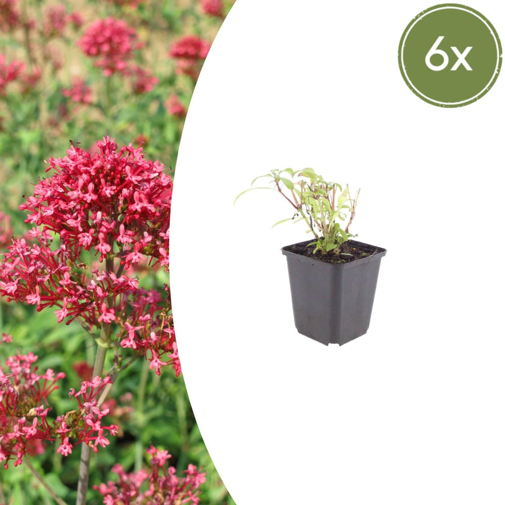 Centranthus ruber Coccineus – Rote Spornblume – 10-25cm – Ø9cm – Winterharte Staude für sonnige Standorte