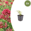 Centranthus ruber Coccineus – Rote Spornblume – 10-25cm – Ø9cm – Winterharte Staude für sonnige Standorte