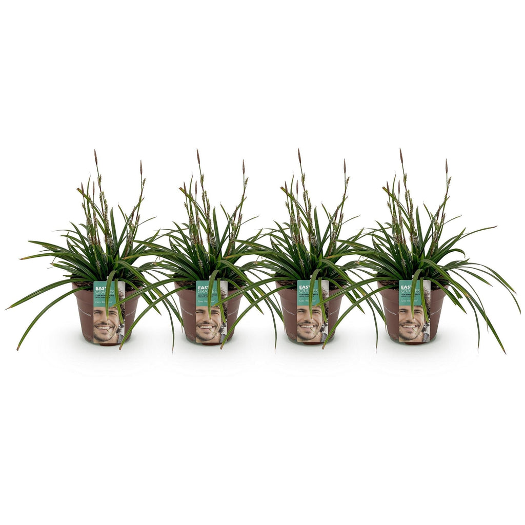 Carex morrowii Irish Green – 17cm – ca. 50cm hoch – Immergrüne Grünblättrige Segge – Pflegeleichtes Ziergras für Garten, Terrasse & Balkon – Plant