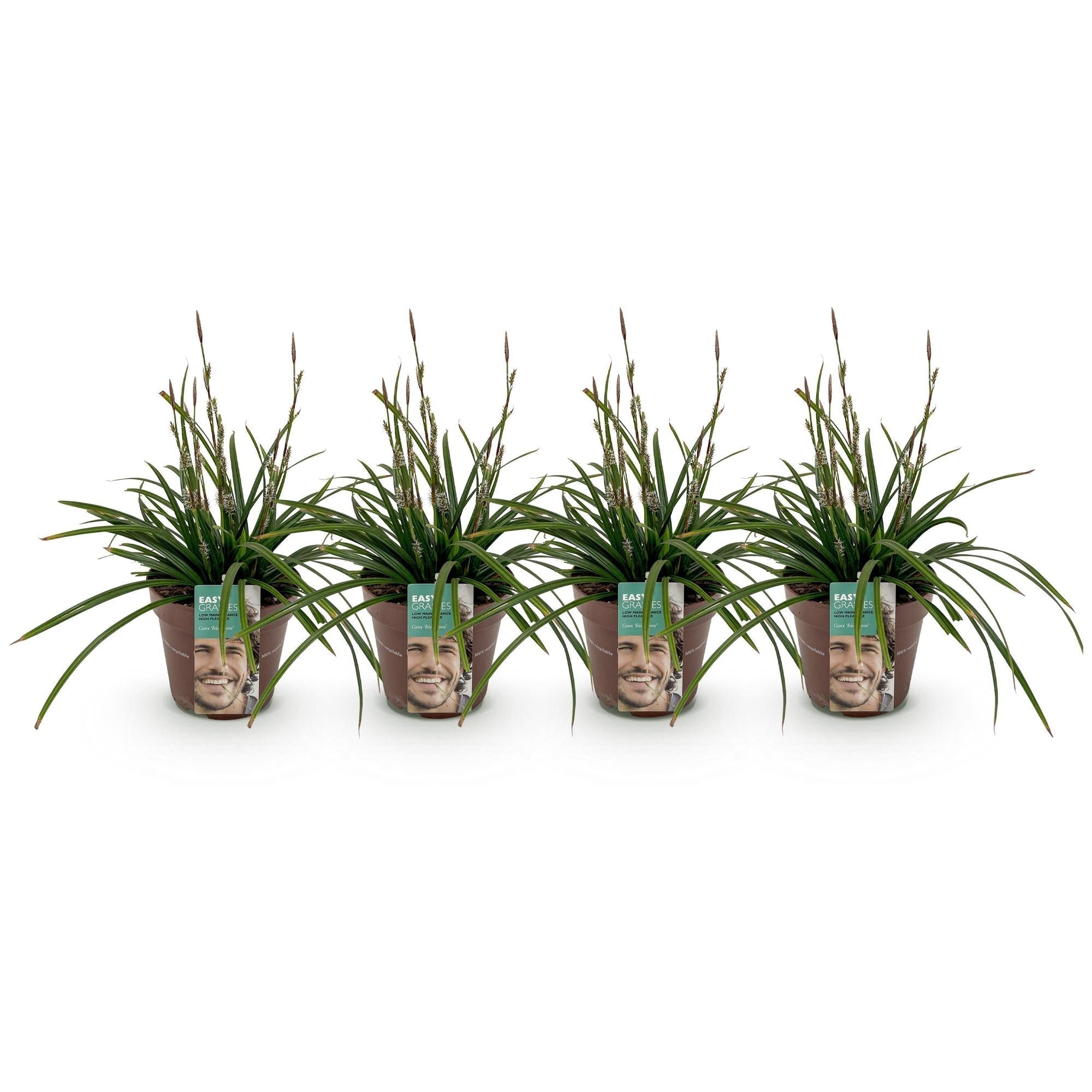Carex morrowii Irish Green – 17cm – ca. 50cm hoch – Immergrüne Grünblättrige Segge – Pflegeleichtes Ziergras für Garten, Terrasse & Balkon – Plant