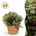 Calissia Repens Zimmerpflanze inkl. Naturkorb