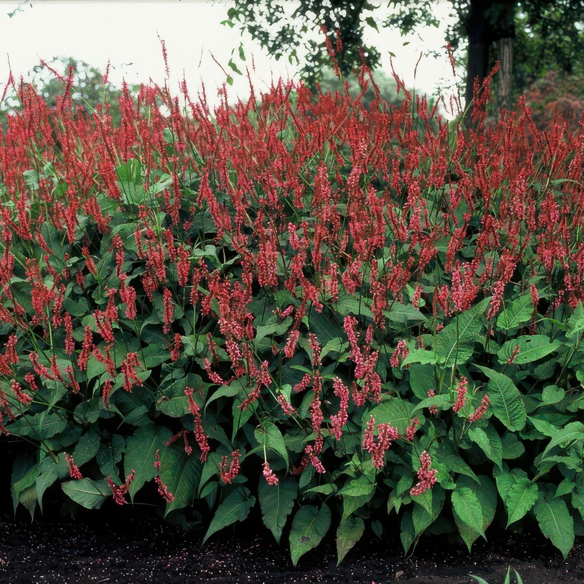 Kerzenknöterich Persicaria amplexicaulis – ↕10-25cm – Ø9cm – Robuste Staude für Garten & Beete – Rote Blüten – Plant