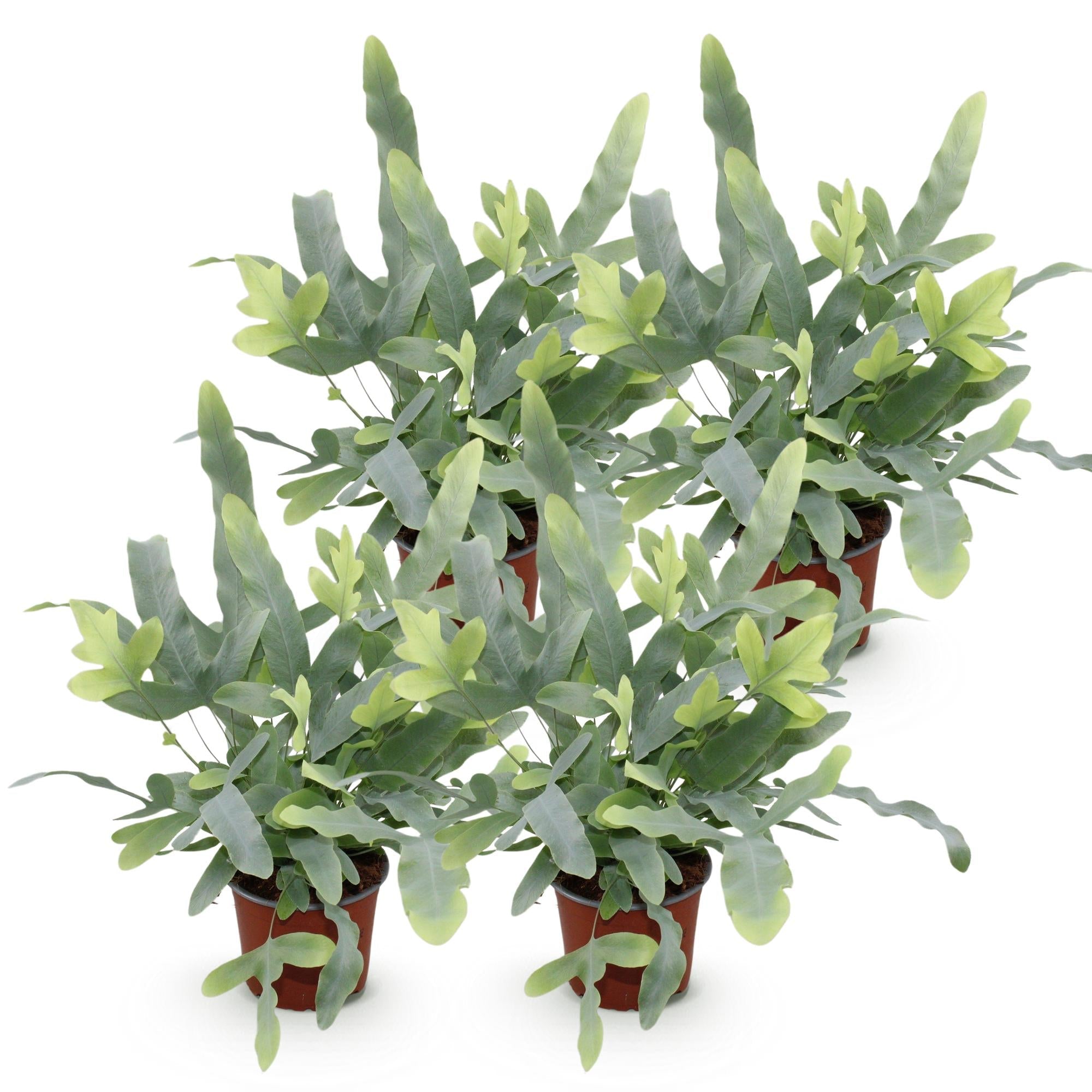 Phlebodium aureum Blue Star Farn – Ø12cm Höhe 25-30cm – Blauer Farn mit gewellten Blättern – Haustierfreundliche Zimmerpflanze