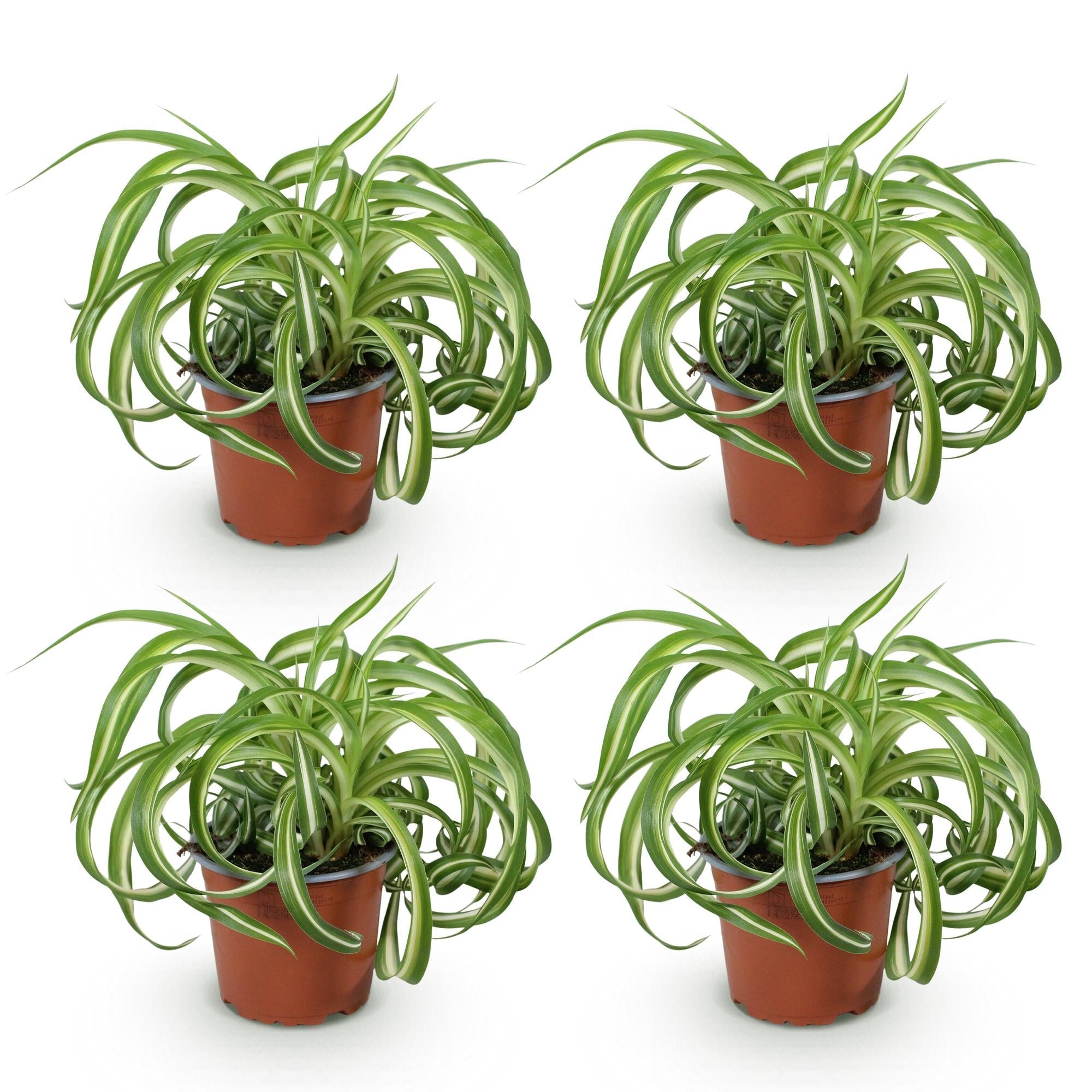 Chlorophytum comosum Bonnie – Ø12cm Höhe 20-25cm – Grünlilie mit grün – weißen gedrehten Blättern – Haustierfreundliche Zimmerpflanze