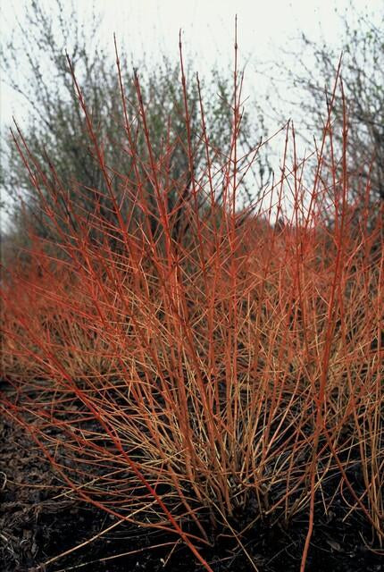 Roter Hartriegel – Cornus sanguinea 'Midwinter Fire' – ↑10-25cm – Ø9cm – Winterharter Zierstrauch, Leuchtende Zweige, Pflegeleicht – Plant