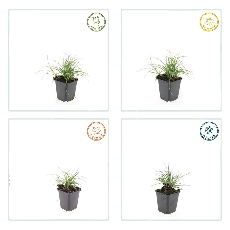 Schneeweiße Hainsimse Luzula nivea – ↕10-25cm – Ø9cm – Schattige Beete & Steingarten – Plant
