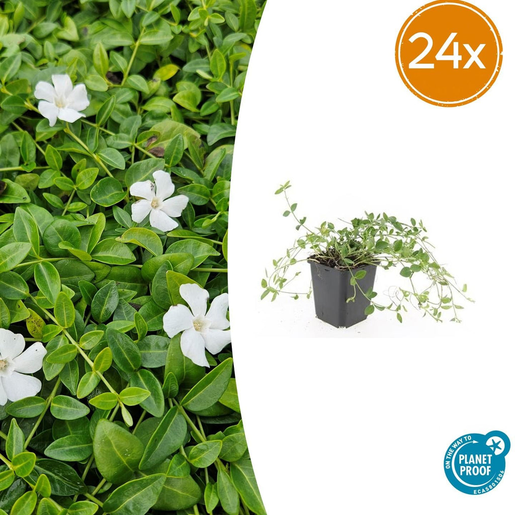 Kleines Immergrün Vinca minor 'Gertrude Jekyll' – ↕10-25cm – Ø9cm – Plant