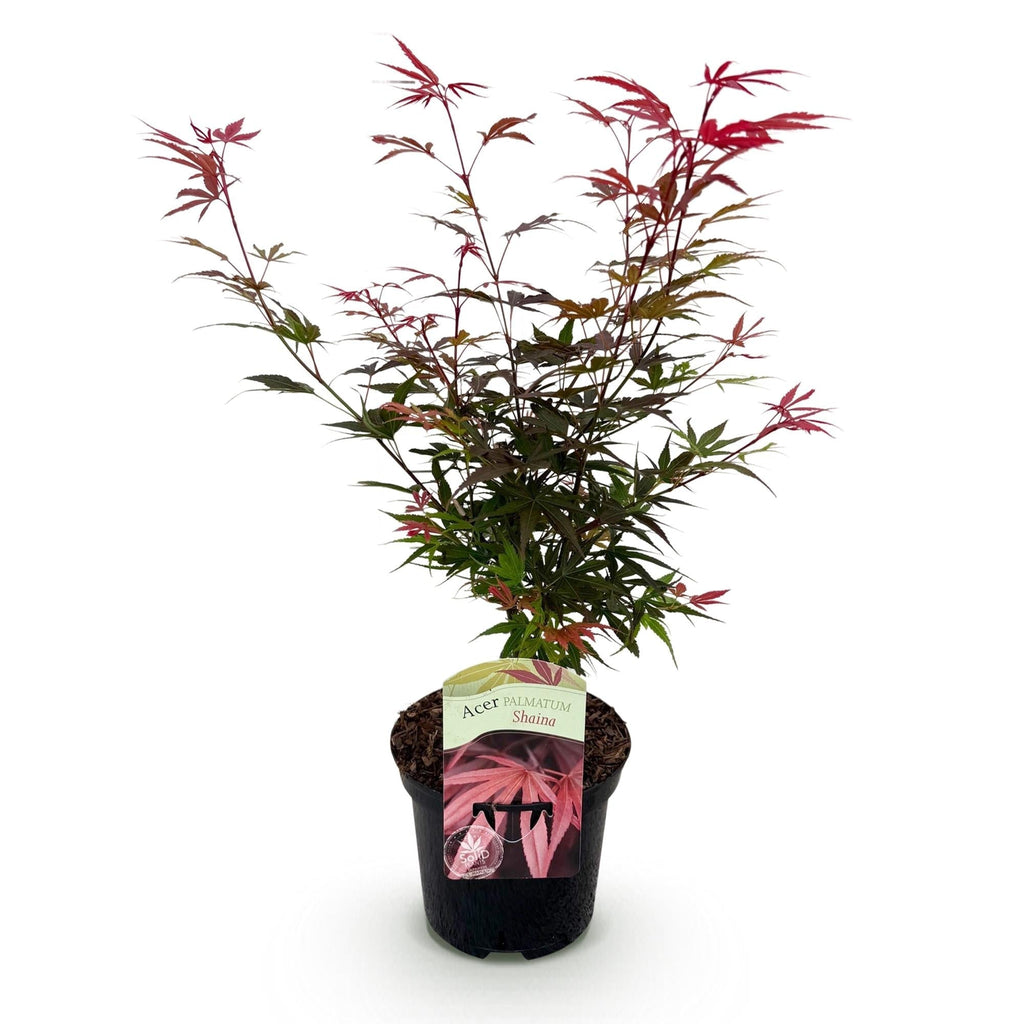 Japanischer Ahorn – Acer palmatum 'Shaina' – ca. 70cm hoch – Ø19cm – kompakte Sorte mit tiefrotem Laub – Balkon – & Gartenpflanze – Plant