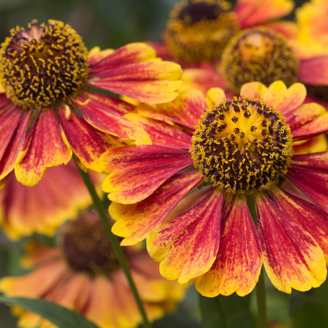 Helenium Moerheim Beauty – Ø9cm – Höhe 10-25cm – Sonnenbraut – Gelb Orange Blüten – Sommerstaude für Beet & Präriegarten