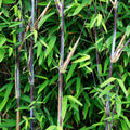Bambus Fargesia Black Dragon – Immergrün – Nicht ausbreitend – Schwarze Stämme – Für Hecke, Garten & Terrasse – Ø14cm Höhe ca. 35cm – Plant