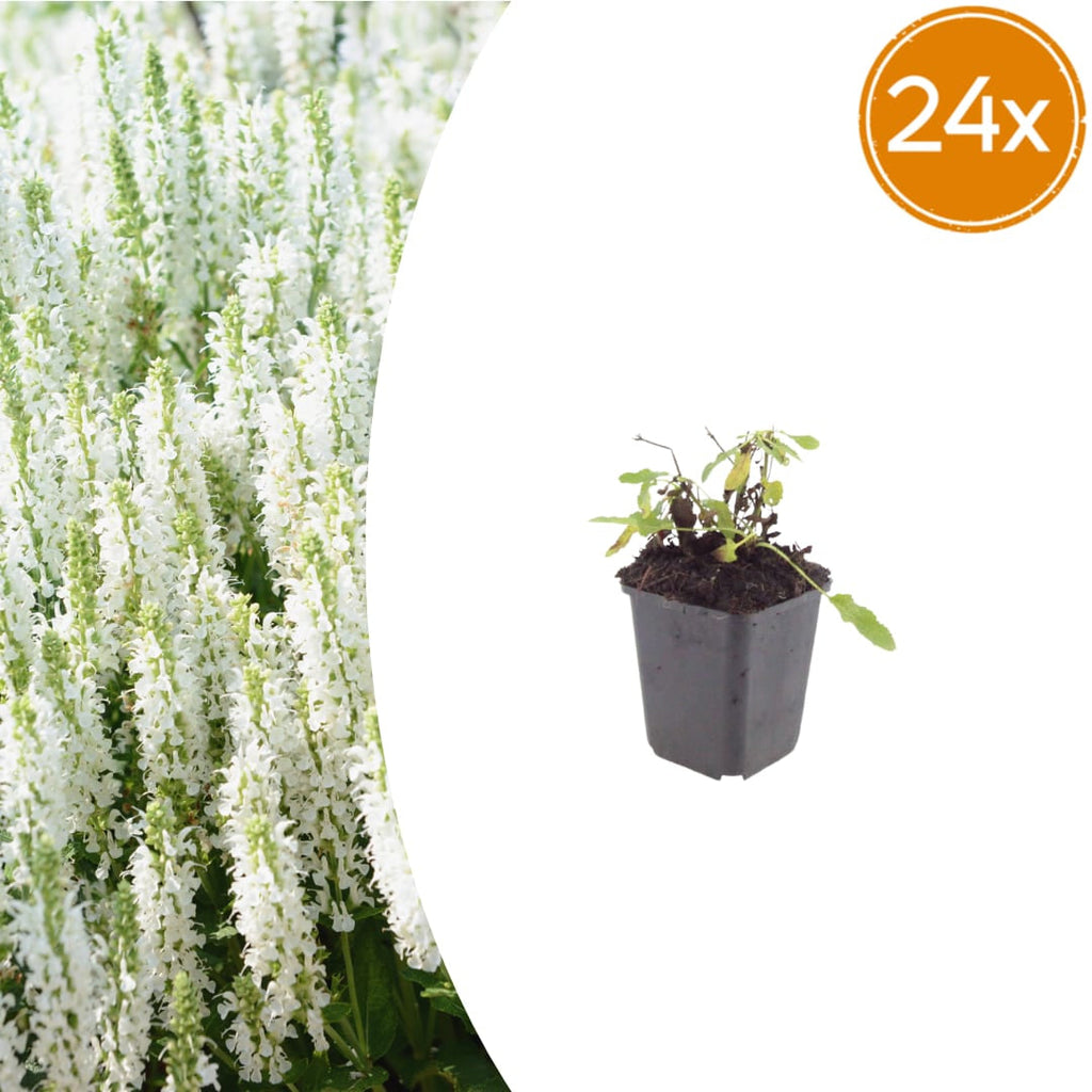 Salvia nemorosa Schneehügel – Ø9cm – Höhe 10-25cm – Steppensalbei – Hellblaue Blütenähren – Bienenfreundlich für Beet & Steingarten