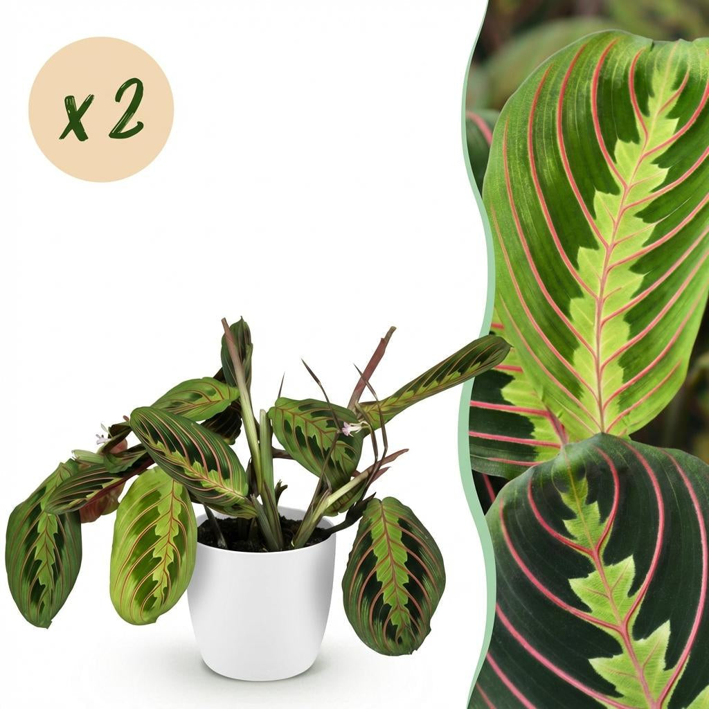 Maranta Fascinator Tricolour Gebetsblatt Pflanze mit weißem Topf Ø12cm Höhe 25cm Haustierfreundliche Grünpflanze pflegeleicht für Zimmer & Büro