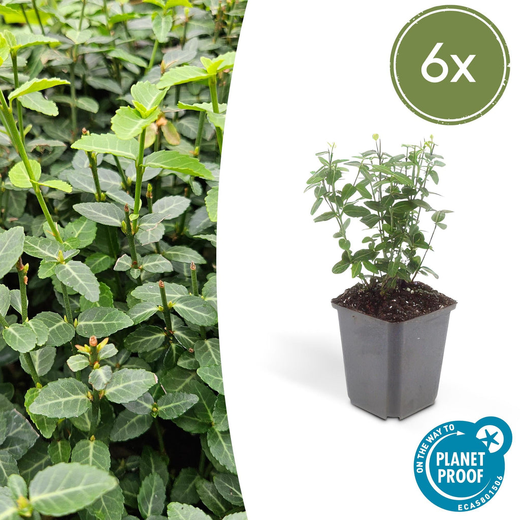 Immergrüne Kriechspindel – Euonymus fortunei radicans – ↕10-25cm – Ø9cm – Pflegeleicht & Winterhart – Garten, Beete & Zäune – Plant