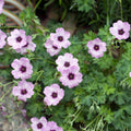 Geranium cinereum Ballerina – Ø9cm Höhe 10-25cm – Winterharte Staude – Zartrosa Blüten – Pflegeleicht für Steingarten, Beet & Kübel
