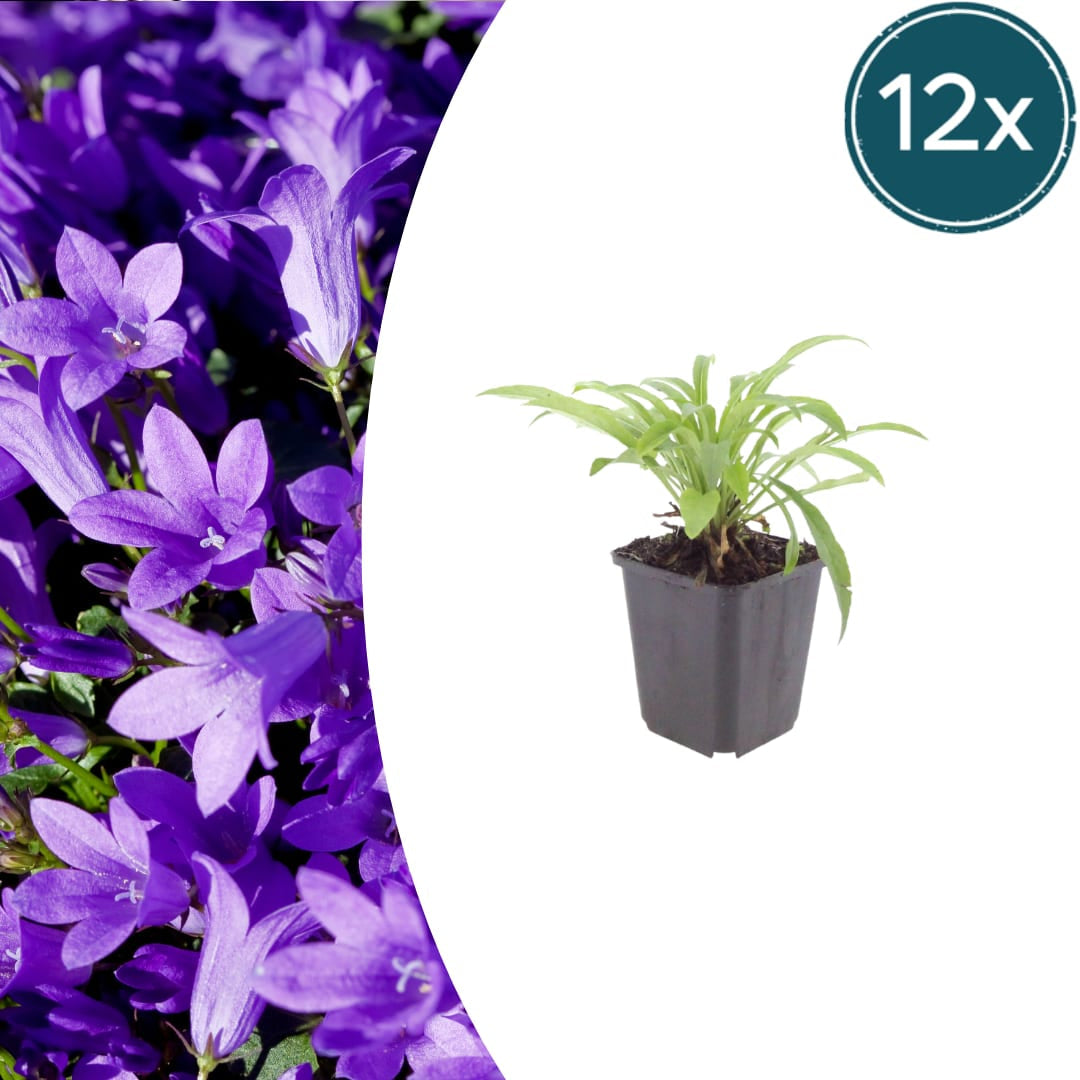 Pfirsichblättrige Glockenblume Campanula persicifolia ‘Coerulea’ – 10-25cm – Ø9cm – Blaue Staude für Sonne & Halbschatten