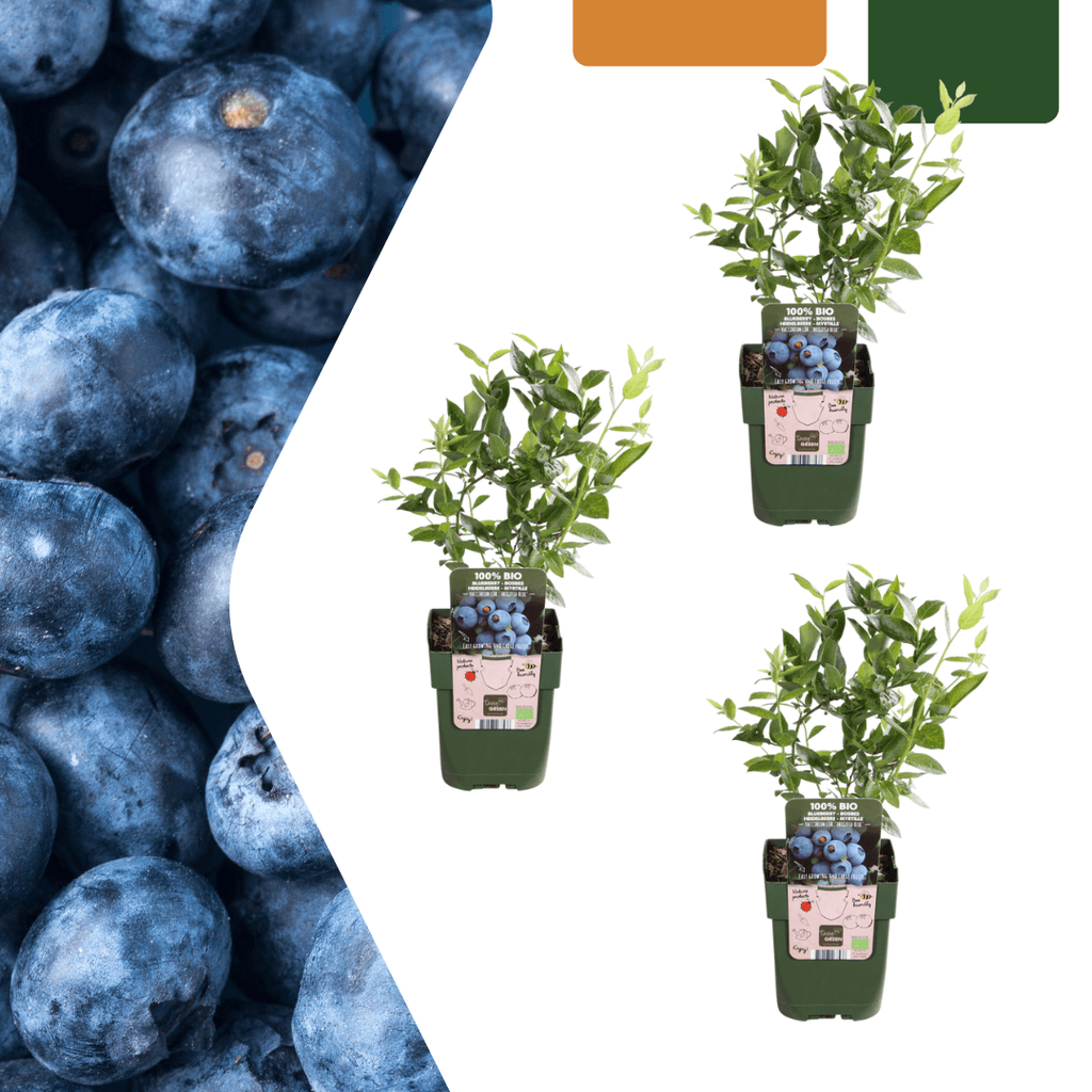 Vaccinium corymbosum – Bio – Heidelbeere – Ø13cm – ↕20cm – Für Garten, Balkon & Terrasse – Plant