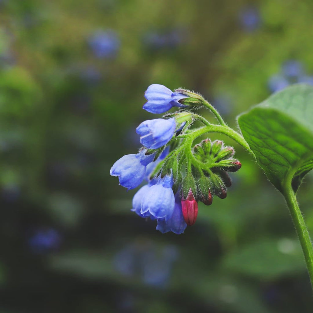 Symphytum grandiflorum Wisley Blue – Ø9cm – Höhe 10-25cm – Blauer Beinwell – Bodendecker für Schattenbeet – Winterharte Staude