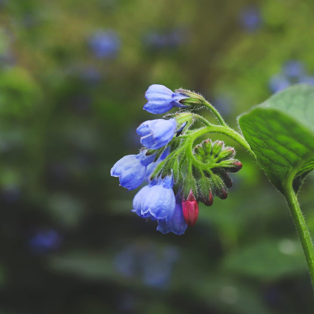 Symphytum grandiflorum Wisley Blue – Ø9cm – Höhe 10-25cm – Blauer Beinwell – Bodendecker für Schattenbeet – Winterharte Staude