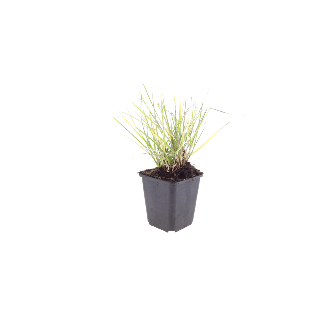 Sesleria autumnalis – Ø9cm – Höhe 10-25cm – Winterhartes Ziergras – Goldbraune Herbstfärbung