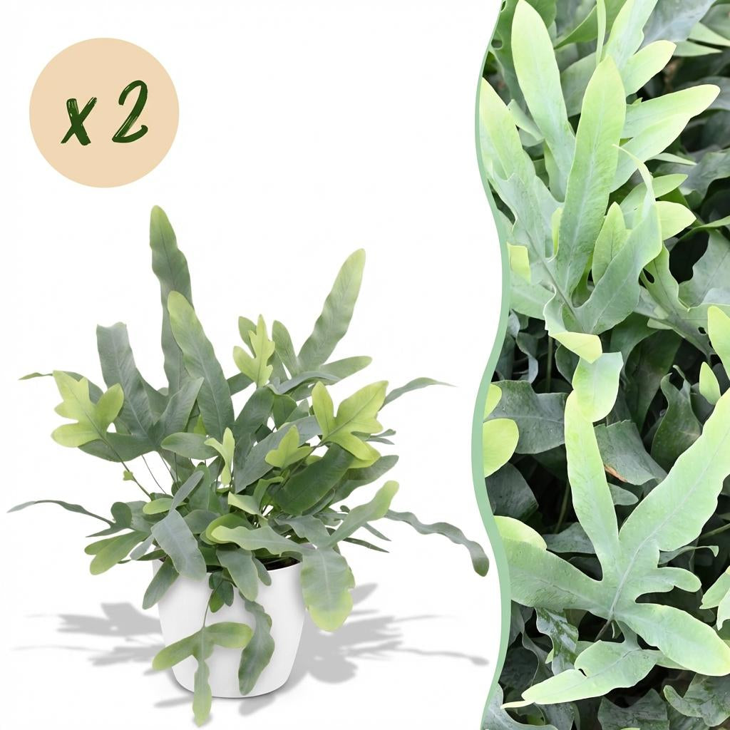 Phlebodium aureum Blue Star Pflanze Mit Weißem Topf Ø12cm Höhe ca.25cm Blauer Farn Haustierfreundlich Pflegeleicht Für Zimmer Büro & Schlafzimmer