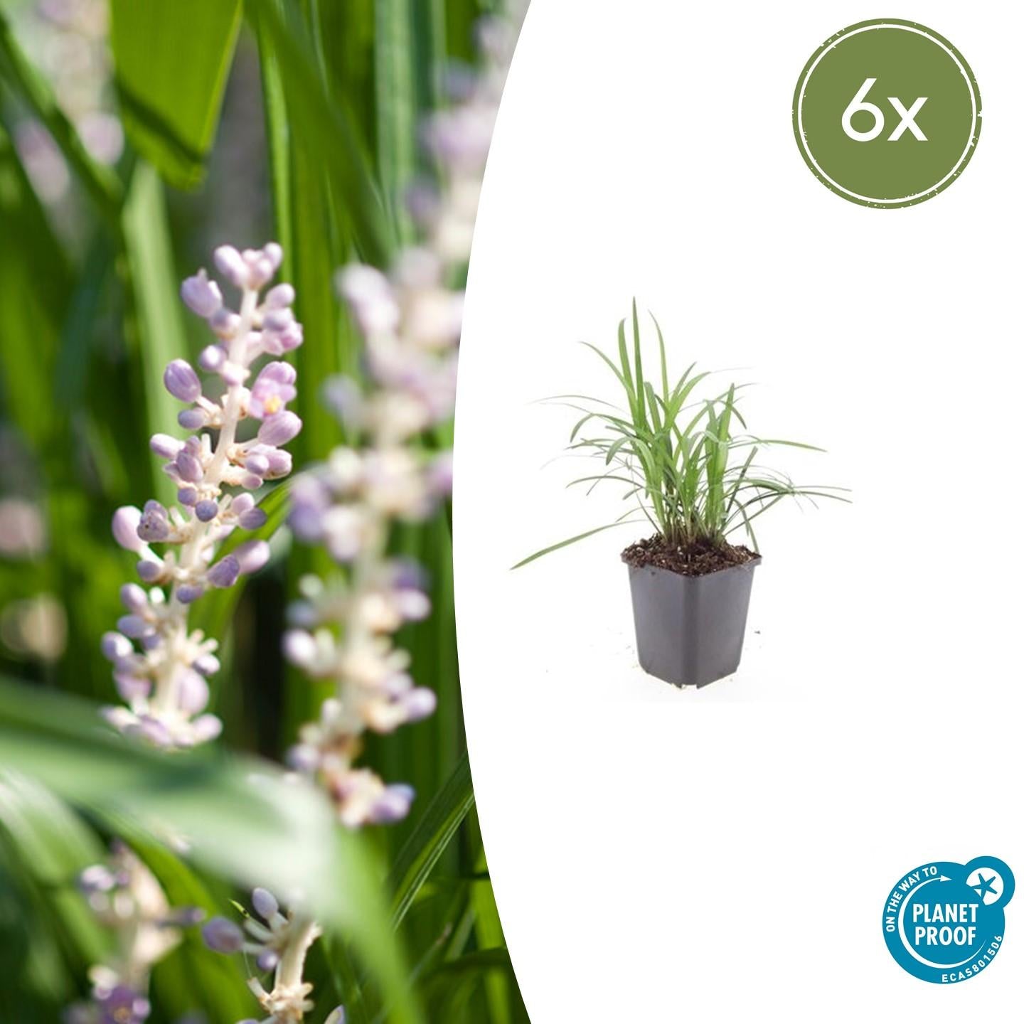 Glöckchentraube Liriope muscari Moneymaker – ↕10-25cm – Ø9cm – Violette Blüten Pflegeleicht – Plant