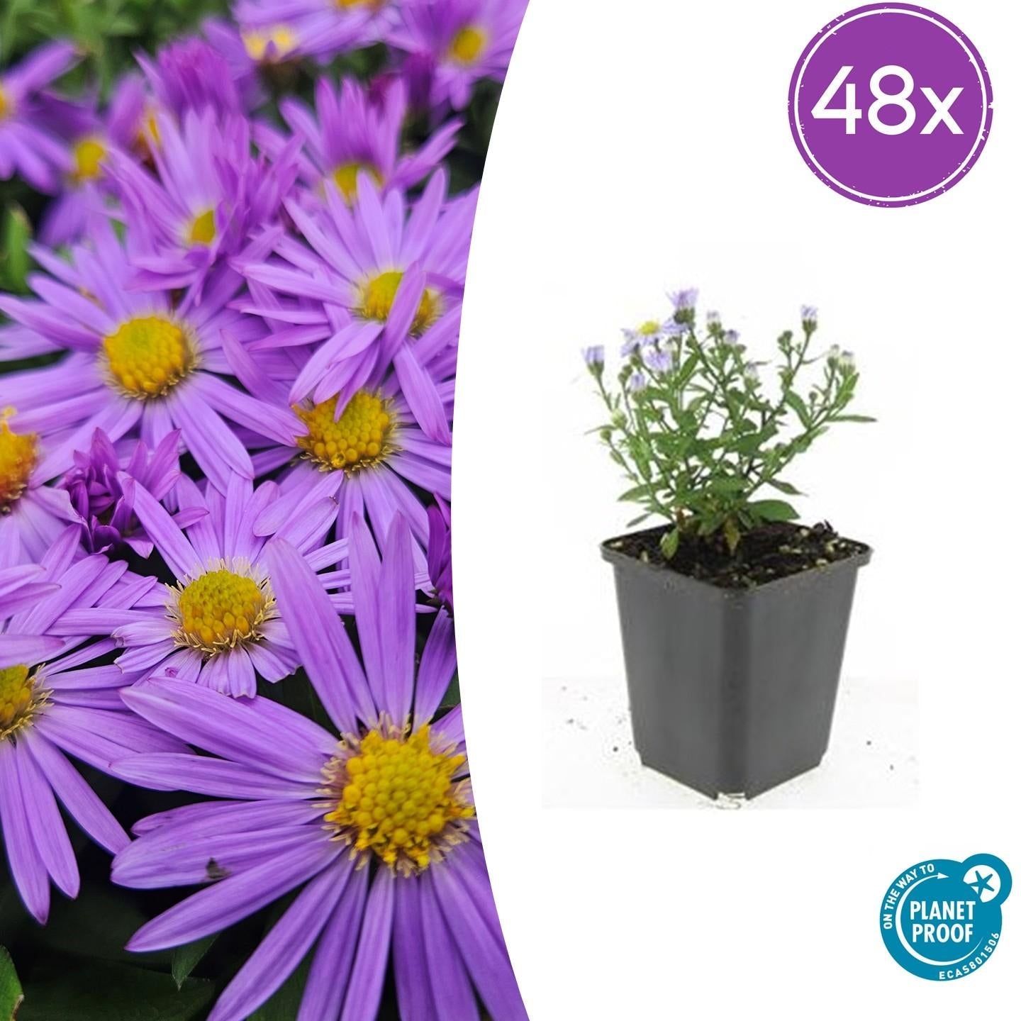 Kissen – Aster (D) 'Prof. Anton Kippenberg' – ↕10-25cm – Ø9cm – Lila Herbstblüte – Pflegeleicht – Beete & Töpfe – Plant