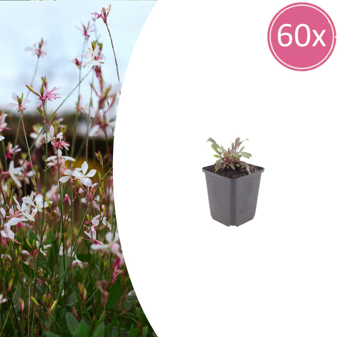 Gaura lindheimeri Siskiyou Pink – Ø9cm – Höhe 10-25cm – Prachtkerze – Kräftig rosafarbene Blüten – Für Beet, Präriegarten & Kübel