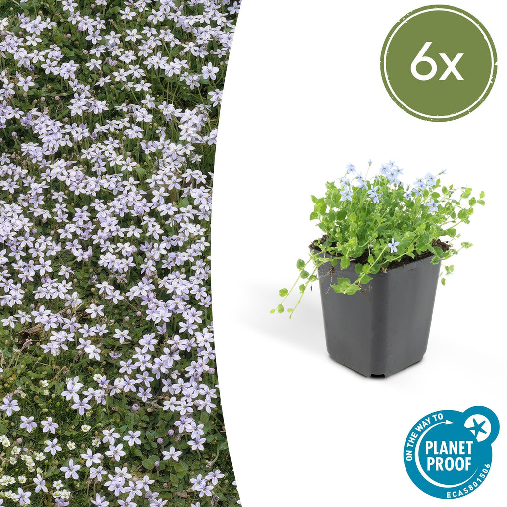 Blauer Bubikopf Isotoma fluviatilis – ↕10-25cm – Ø9cm – mit blauen Sternblüten – Plant
