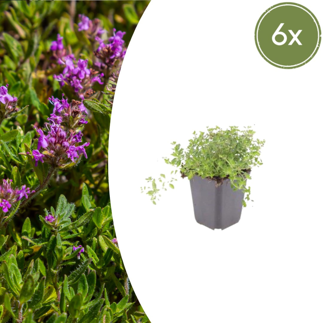 Thymus serpyllum Pflanzenset – Ø9cm – Duftender Bodendecker für sonnige Standorte – Plant