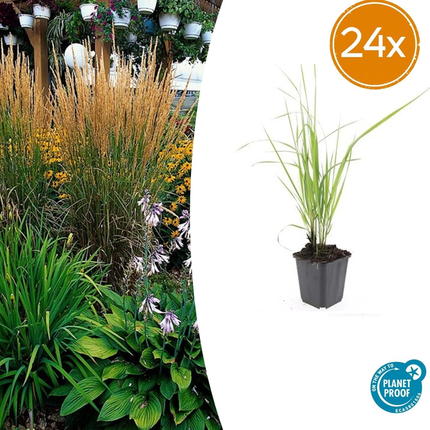 Sandrohr – Calamagrostis acutiflora 'Karl Foerster' – ↕10-25cm – Ø9cm – winterhartes Ziergras, aufrecht wachsend – Plant