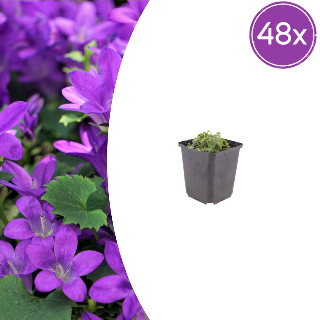 Campanula portenschlagiana – Dalmatiner – Glockenblume – 10-25cm – Ø9cm – Winterharte Bodendecker Staude – Topfpflanzen