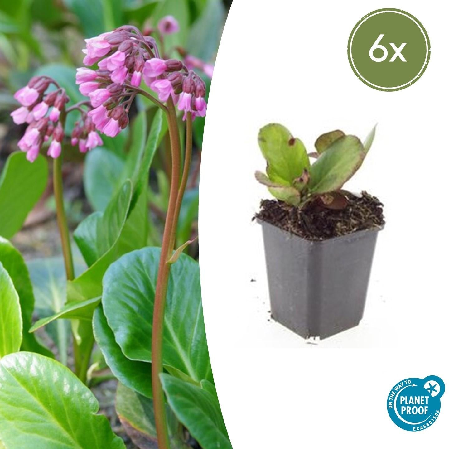 Bergenie – Bergenia cordifolia 'Herbstblüte' – ↕10-25cm – Ø9cm – immergrün & winterhart – Plant