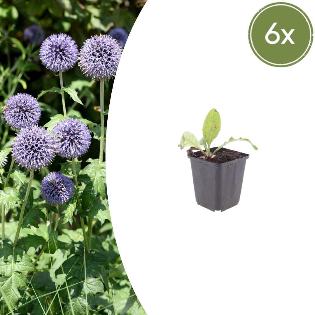 Kugeldistel Echinops ritro – 10-25cm – Ø9cm – Winterharte Staude mit blauen Blütenkugeln