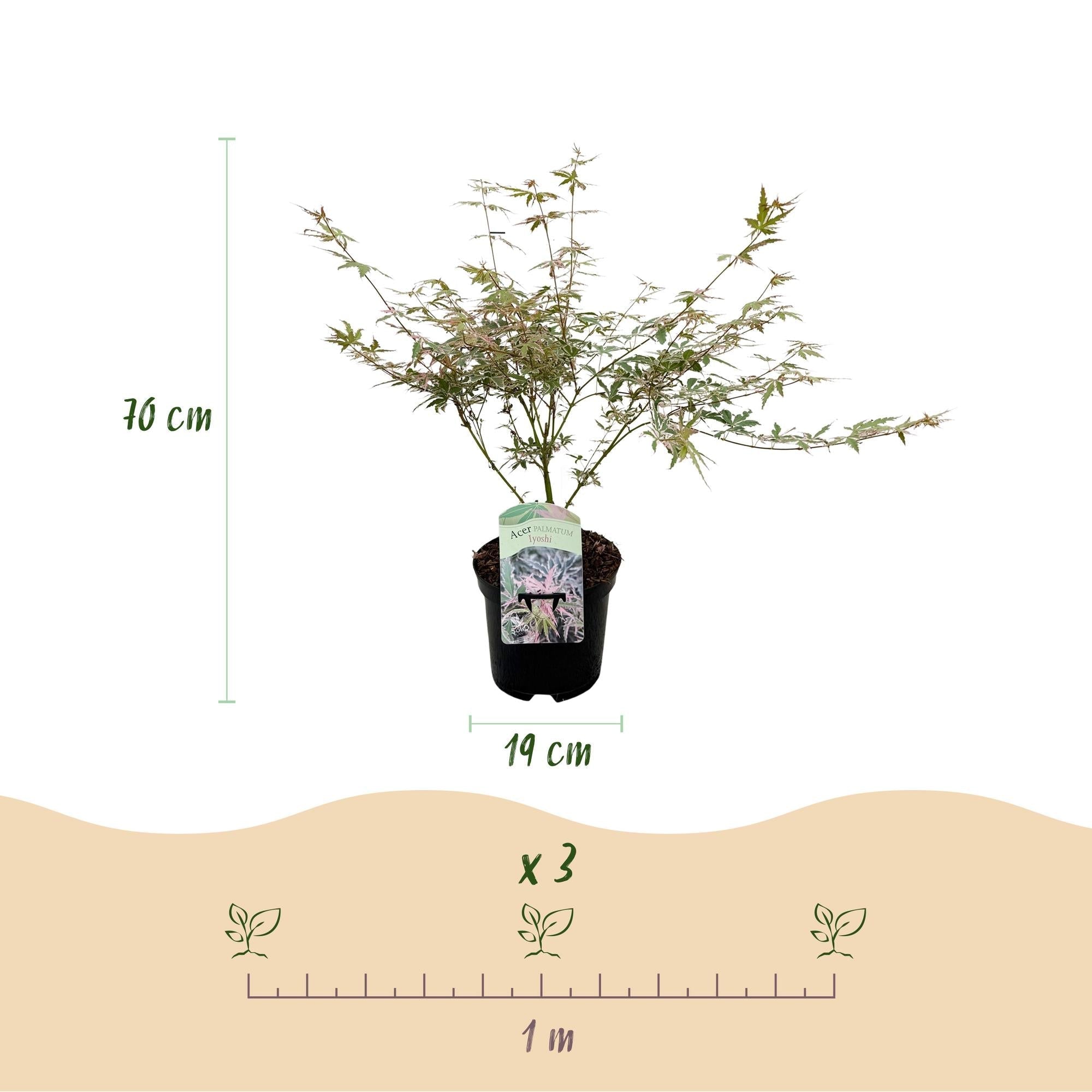 Japanischer Ahorn Acer palmatum Iyoshi – Rosa Balkonpflanze – Ø19cm – Höhe ca. 70cm – Fein geschnittener Zierahorn für Beet & Balkon – Plant