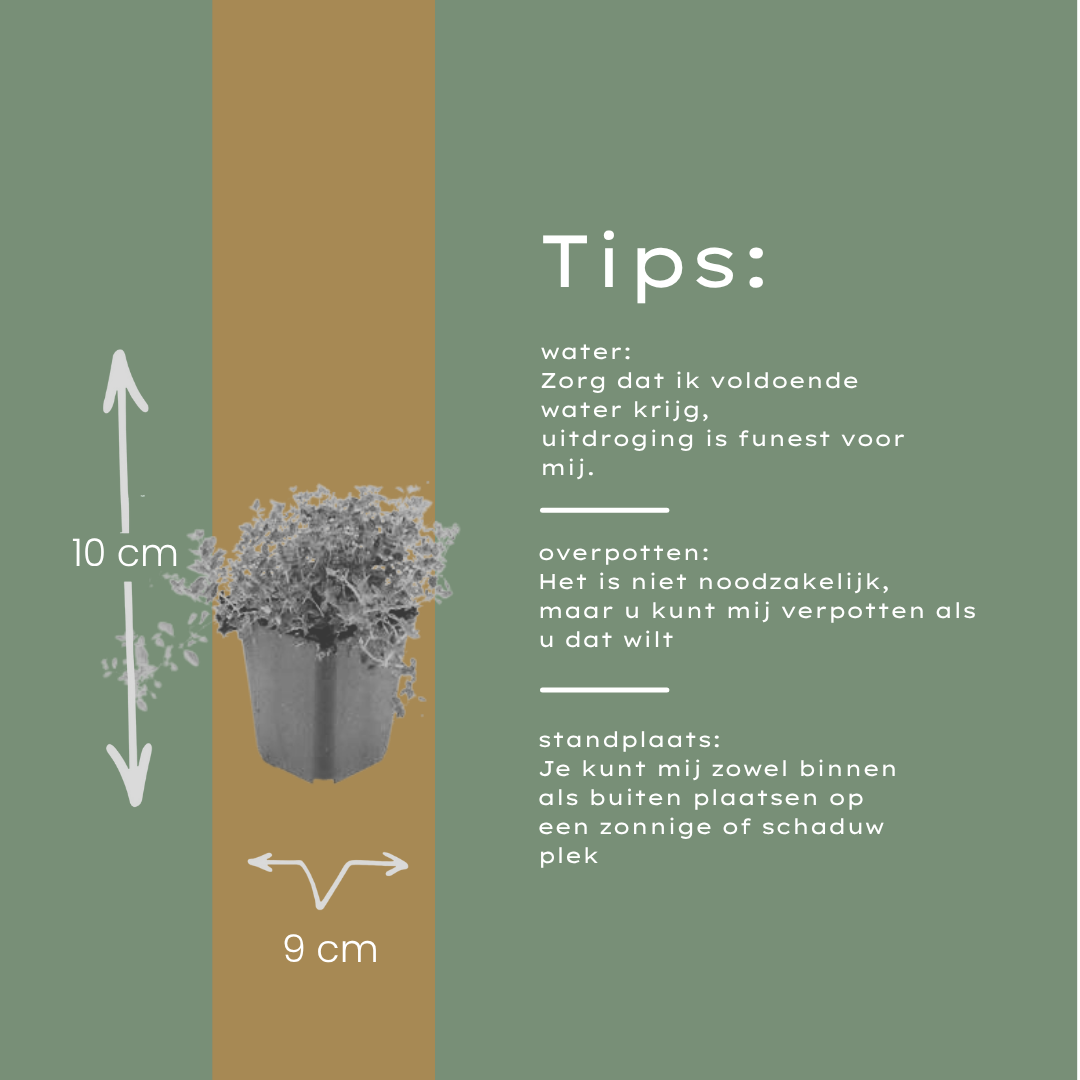 Thymus serpyllum Pflanzenset – Ø9cm – Duftender Bodendecker für sonnige Standorte – Plant