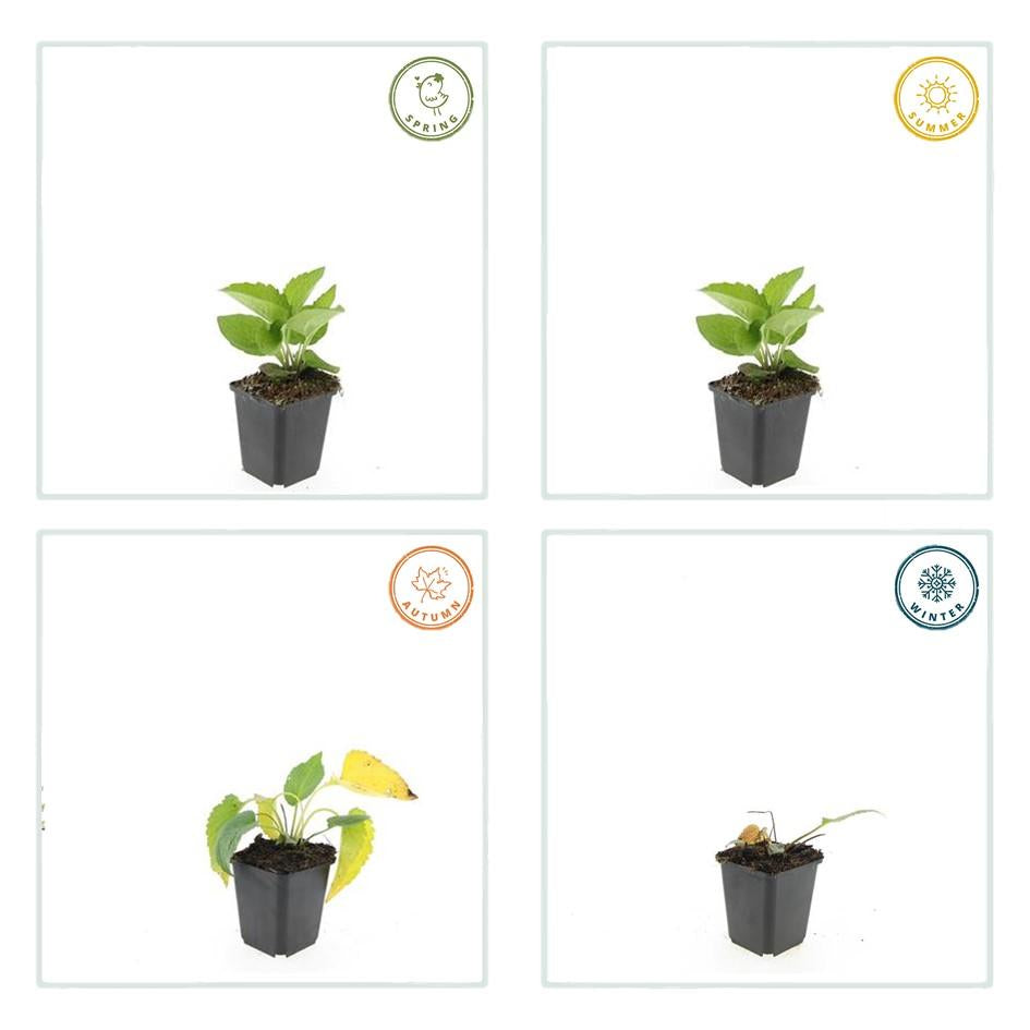 Leuchtender Sonnenhut Rudbeckia fulgida 'Goldsturm' – ↕10-25cm – Ø9cm – Gelbe Blüten – Bienenfreundlich – Pflegeleichte Staude – Plant