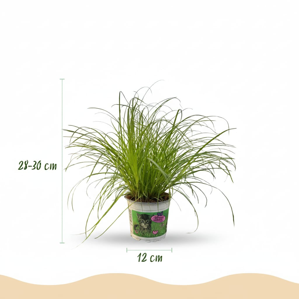 Cyperus Alternifolius Zumula Katzengras Pflanze mit weißem Topf Ø12cm Höhe 20cm Haustierfreundliche Grünpflanze pflegeleicht für Zimmer & Büro