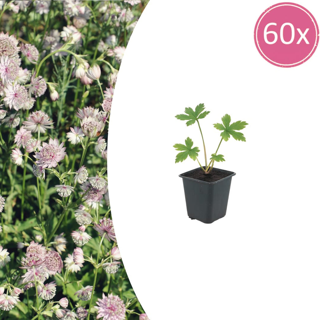 Sterndolde Astrantia major – 10-25cm – Ø9cm – Langblühende Staude für Sonne & Halbschatten – Garten