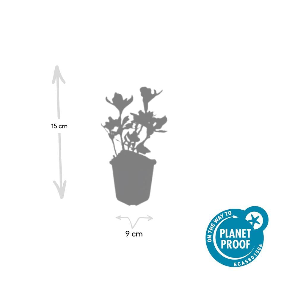 Schattengrün Pachysandra terminalis 'Variegata' – ↕10-25cm – Ø9cm – Cremeweiße Blätter – Plant