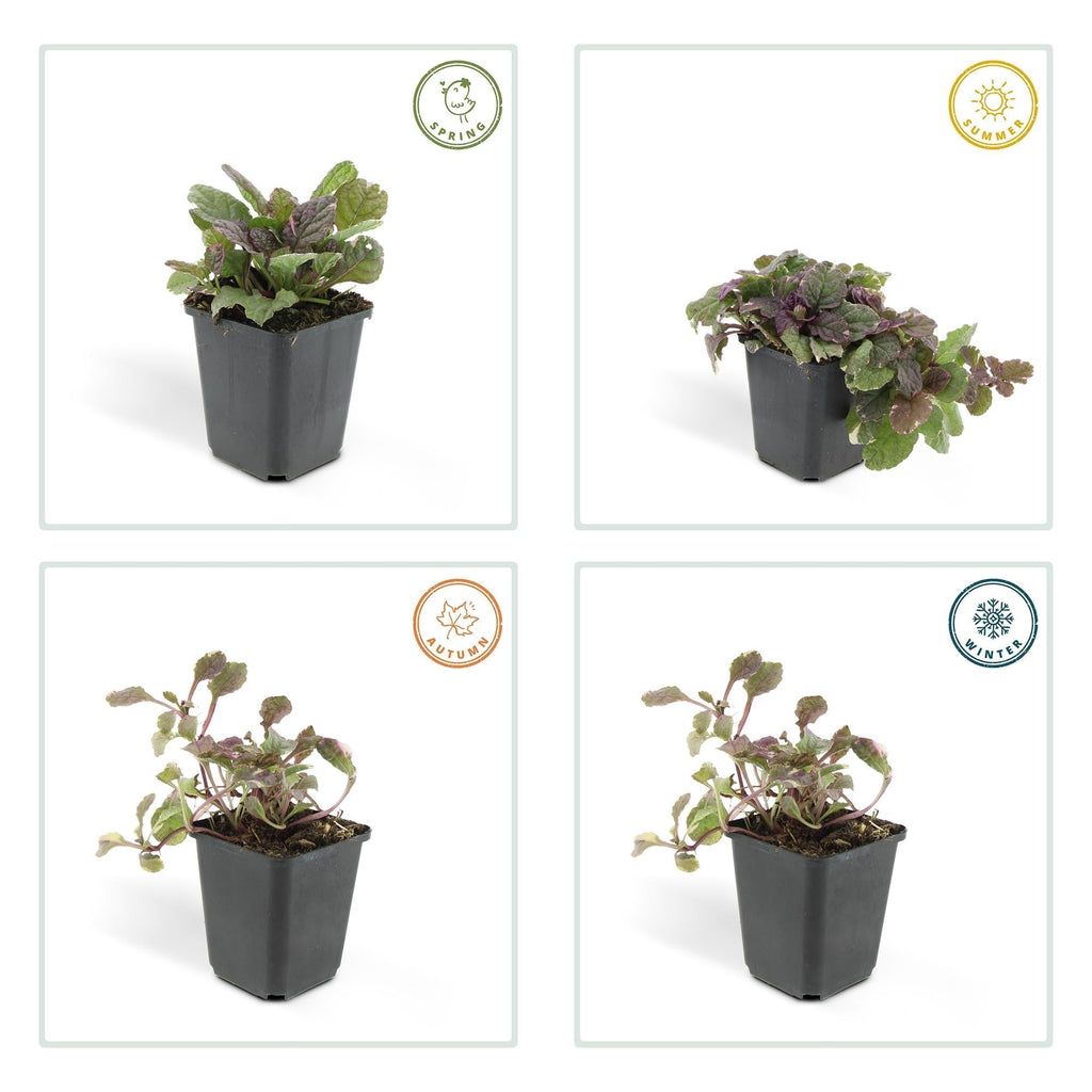 Kriechender Günsel Ajuga reptans 'Burgundy Glow' – ↕10-25cm – Ø9cm – Halbschatten & Schatten – Pflegeleicht – Plant